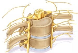 Nerve Root
