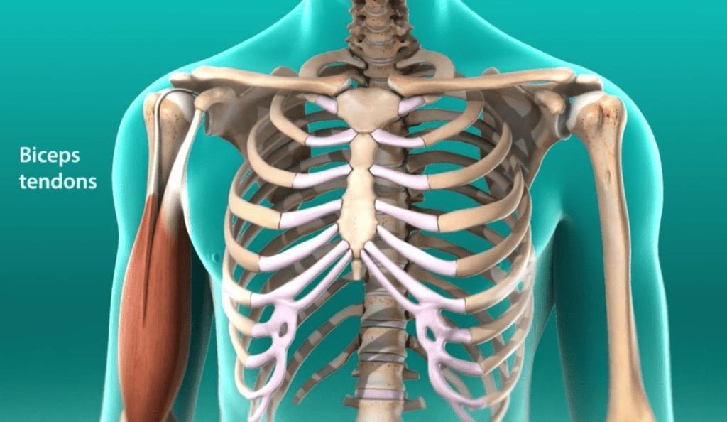 Bicep Tendon