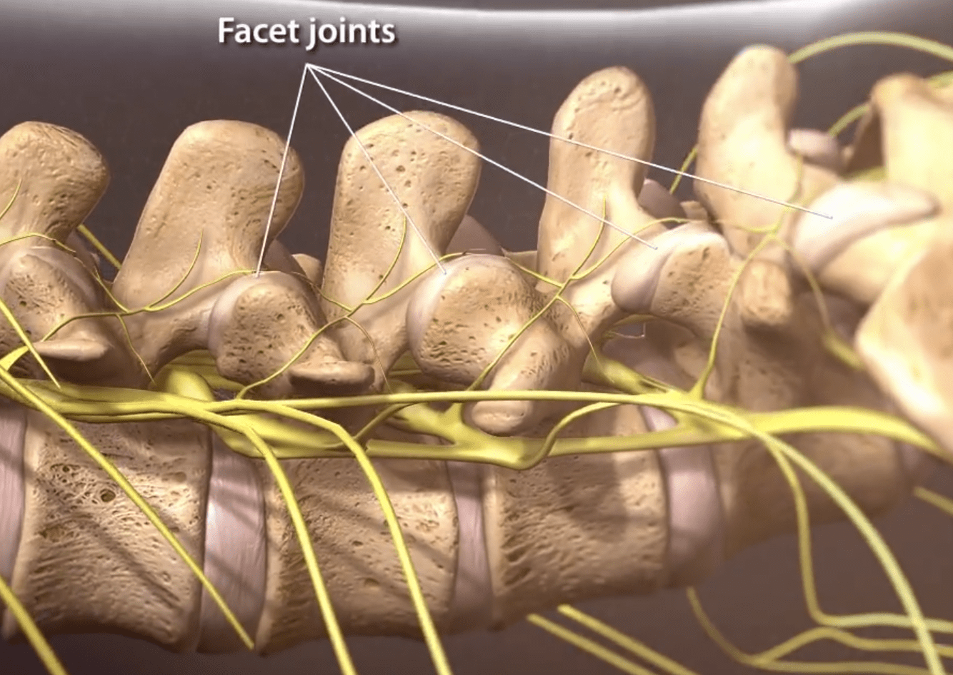 Facet Joints