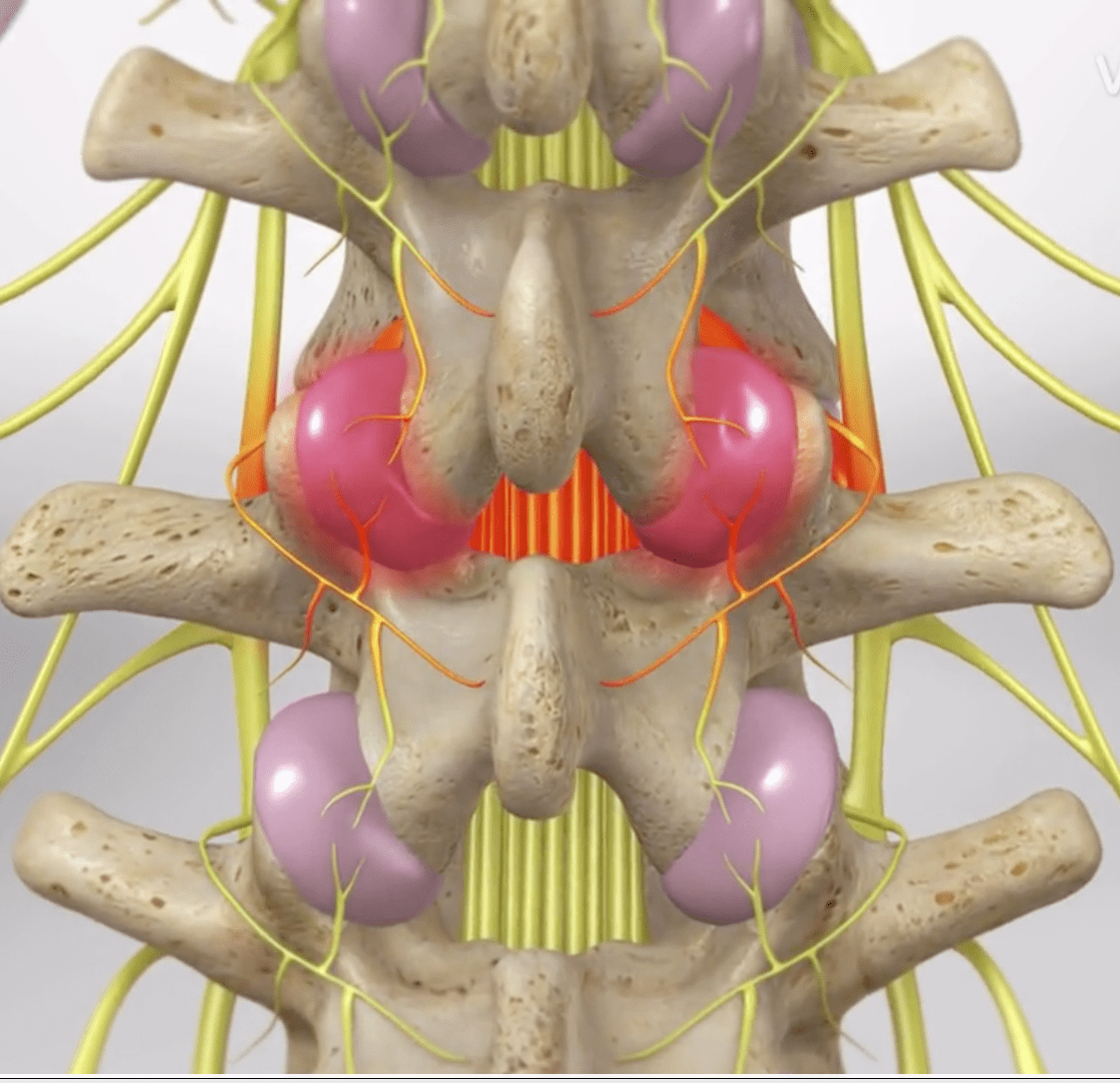 Medical Branch Nerves